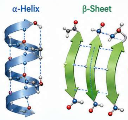 <p>Describe secondary structure</p>