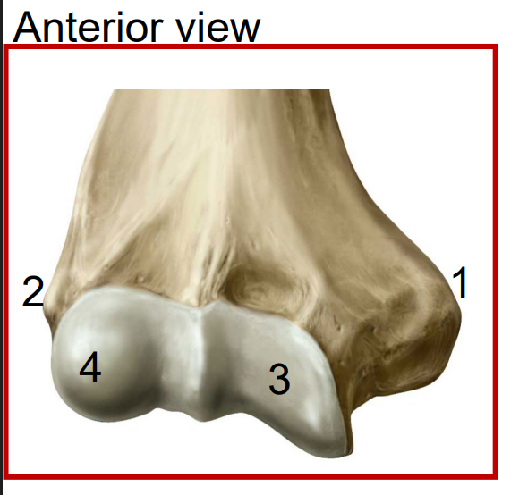 <ul><li><p>Receives the <span style="color: rgb(243, 70, 201);"><strong>Olecranon Process of the Ulna</strong></span>r bone</p></li></ul><p></p>