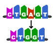 <p>a mutation in which one or more pairs of nucleotides are removed from a gene</p>