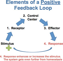 <p>amplifies change</p><p>one change causes *more* of another change, which in turn causes *more* of the original change</p>