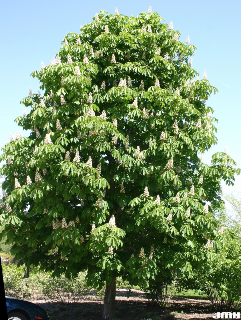 <p>Aesculus Hippocastanum</p>