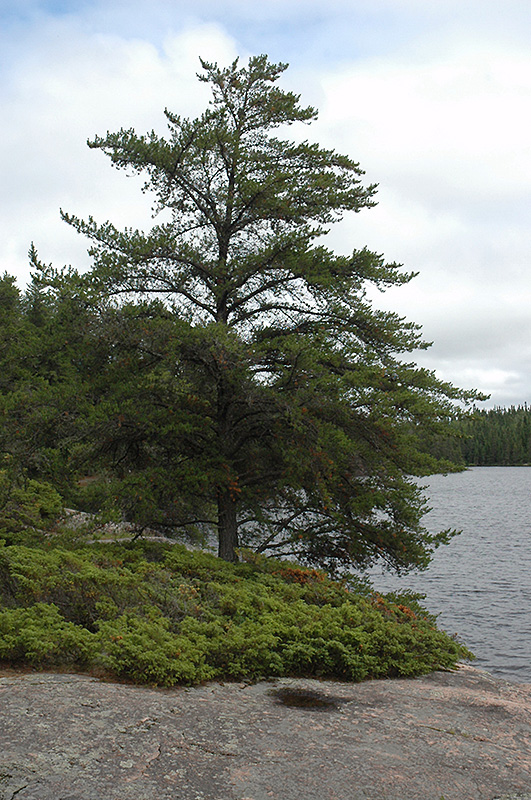 <p>Pinus banksiana (Pinaceae)</p>
