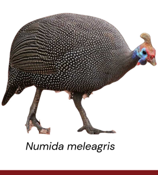 <ul><li><p>meat and egg production</p></li><li><p>Guinea</p></li><li><p>Helmet like head spotted gray plumage</p></li></ul><p></p>