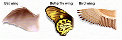 <p>Structures that share a common function, but are not similar in structure, demonstrates that species evolved independently of one another; attributed to convergent evolution.</p>