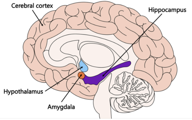 <p>Amygdala</p>