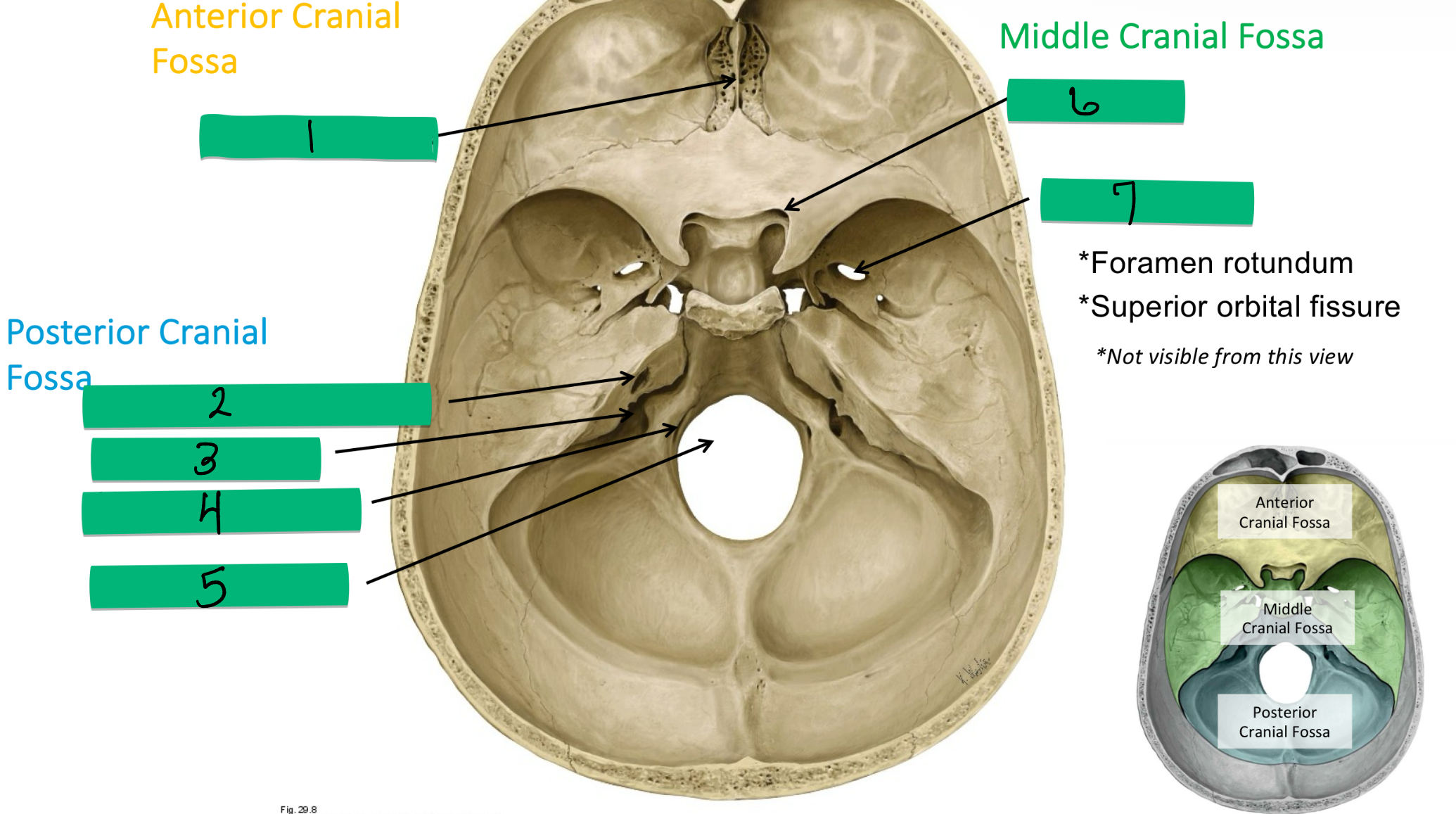 <p>Name 7 and nerve</p>