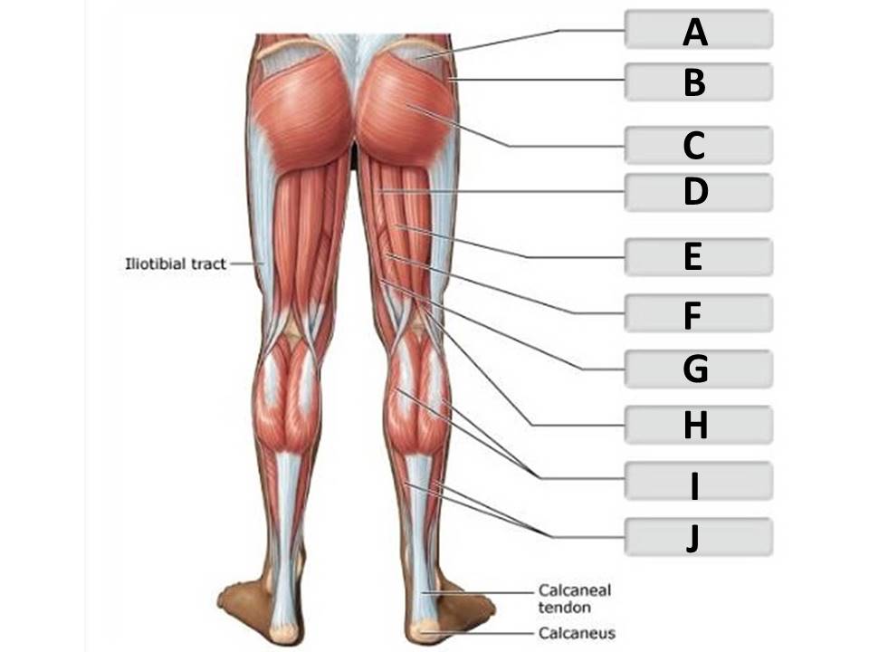 <p>biceps femoris</p>