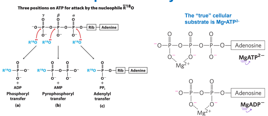 <p><strong><u>Group Transfer by ATP 1 </u></strong></p><ul><li><p>each of the three phosphates of ATP is susceptible to _________ attack </p></li></ul><p></p>