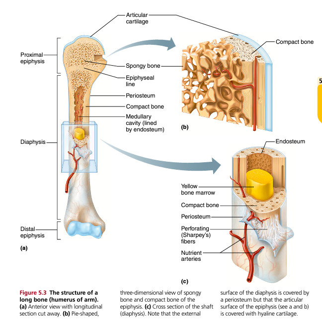 <p>The diaphysis is the shaft or long central portion of a long bone.</p><p>Characteristics:</p><ul><li><p>Composed mainly of compact bone.</p></li><li><p>Surrounds the medullary cavity.</p></li><li><p>Provides strength and rigidity.</p></li></ul><p>Functions:</p><ul><li><p>Supports body weight.</p></li><li><p>Resists bending forces.</p></li><li><p>Provides attachment sites for muscles.</p></li></ul><p>Examples:</p><ul><li><p>The shaft of the femur.</p></li><li><p>The shaft of the humerus.</p></li></ul><p>Because compact bone is very dense, the diaphysis is extremely strong and well suited for weight-bearing activities.</p>