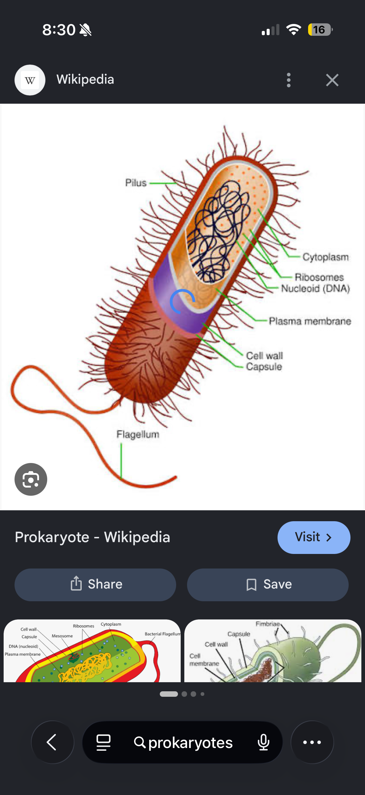<p>Eukaryotes</p>