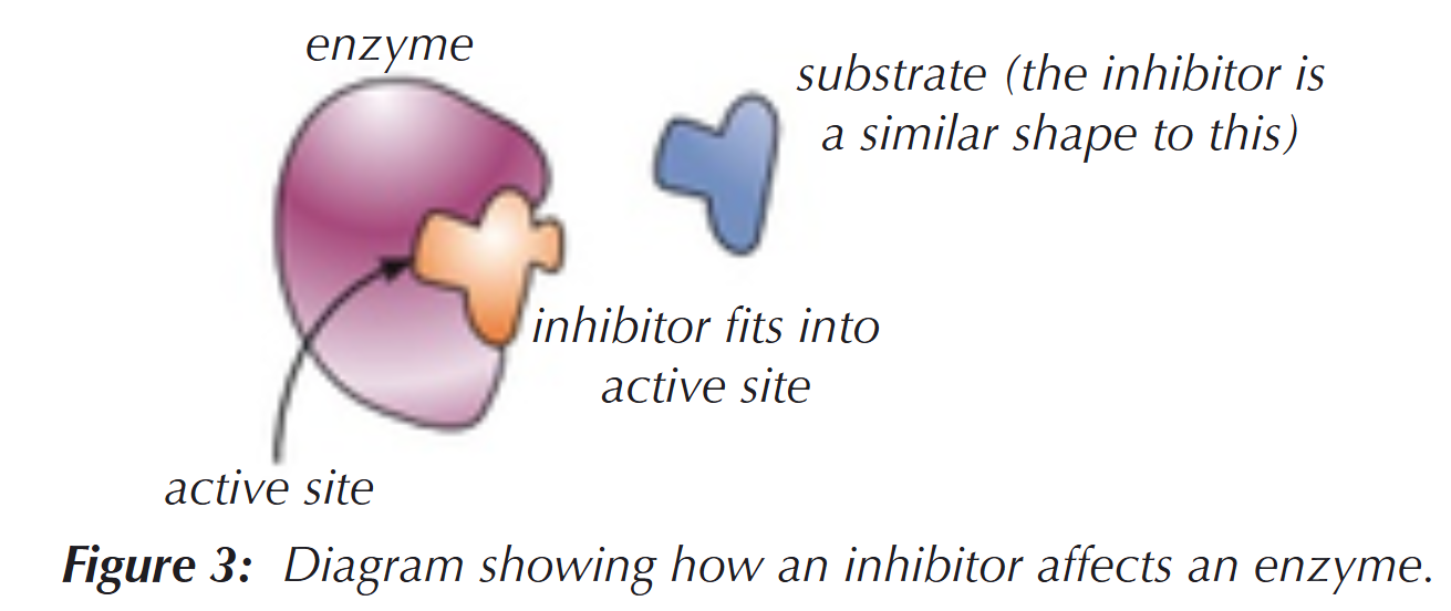 <ul><li><p>They have a similar shape to the substrate (competitive inhibitors), compete with the substrate to bind to the active site</p></li><li><p>No reaction occurs; they simply block the active site so no substrate can bind</p></li></ul><p></p>