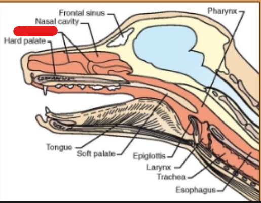<p>what is it (Respiratory System)</p>