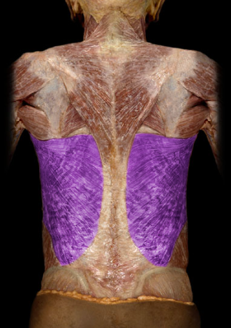 <p>shoulder extension, adduction, and medial/internal rotation</p>