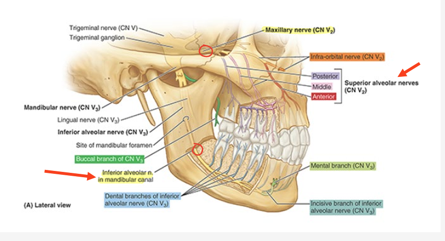 <ul><li><p>branches of sup (CN V2) and inf (CN V3) alveolar nerves</p></li><li><p>give rise to dental plexuses that supply maxillary &amp; mandibular teeth</p></li></ul><p></p>
