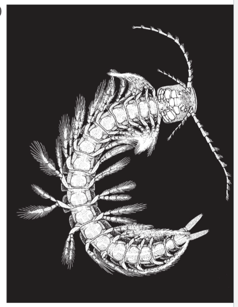 <p>a CLASS of crustaceans</p><ul><li><p><strong><em><u>Homonomous segments</u></em></strong></p></li><li><p><strong><em><u>2 tagmata = HEAD + TRUNK</u></em></strong></p></li></ul><p></p><p><strong><em><u>Sister to HEXAPODA</u></em></strong></p>