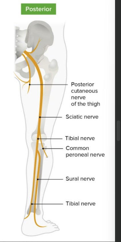 <ul><li><p>sciatic nerve</p><ul><li><p>arises from sacral plexus</p></li><li><p>descends into <strong>post</strong>. compt of thigh</p></li></ul></li><li><p>two comps</p><ul><li><p>tibial nerve</p></li><li><p>common fibular (peroneal) nerve</p></li></ul></li></ul><p></p>