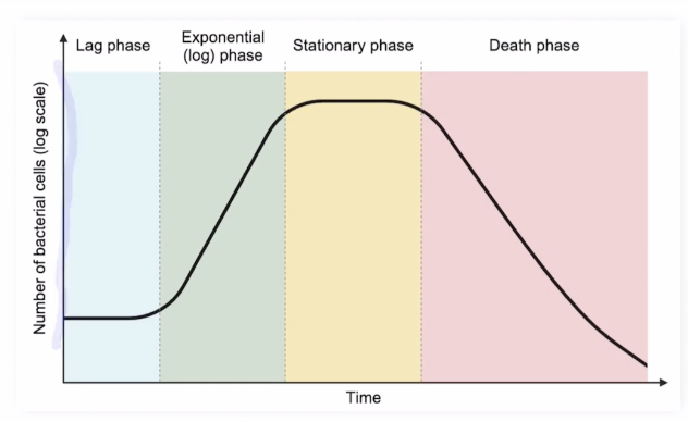 <p>Graphic depiction of the phasic growth and death of bacteria during cell culturing </p><p>X-Axis: Time, Y-Axis: Number of bacterial cells on a log scale </p><p>4 Phases: lag phase, exponential phase (log phase), stationary phase, death phase </p>