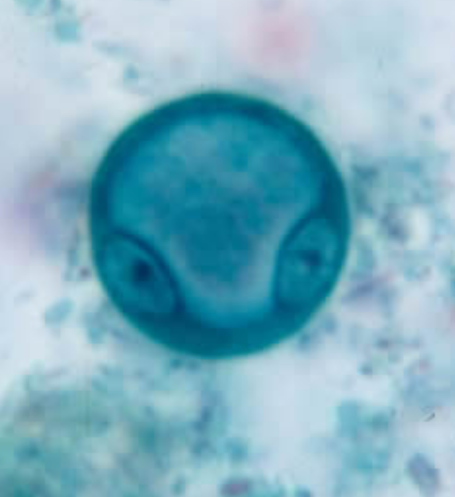 <ol><li><p>Species</p></li><li><p>Stage</p></li><li><p>Movement</p></li><li><p>Number of Nuclei</p></li></ol><p></p>