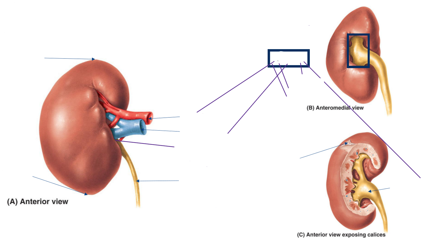 <p>Label the following diagram of the external anatomy of the kidney</p>
