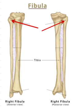 <p>Fibula</p>
