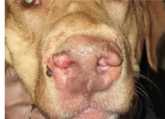 <p>Describe what is happening in this dog</p>