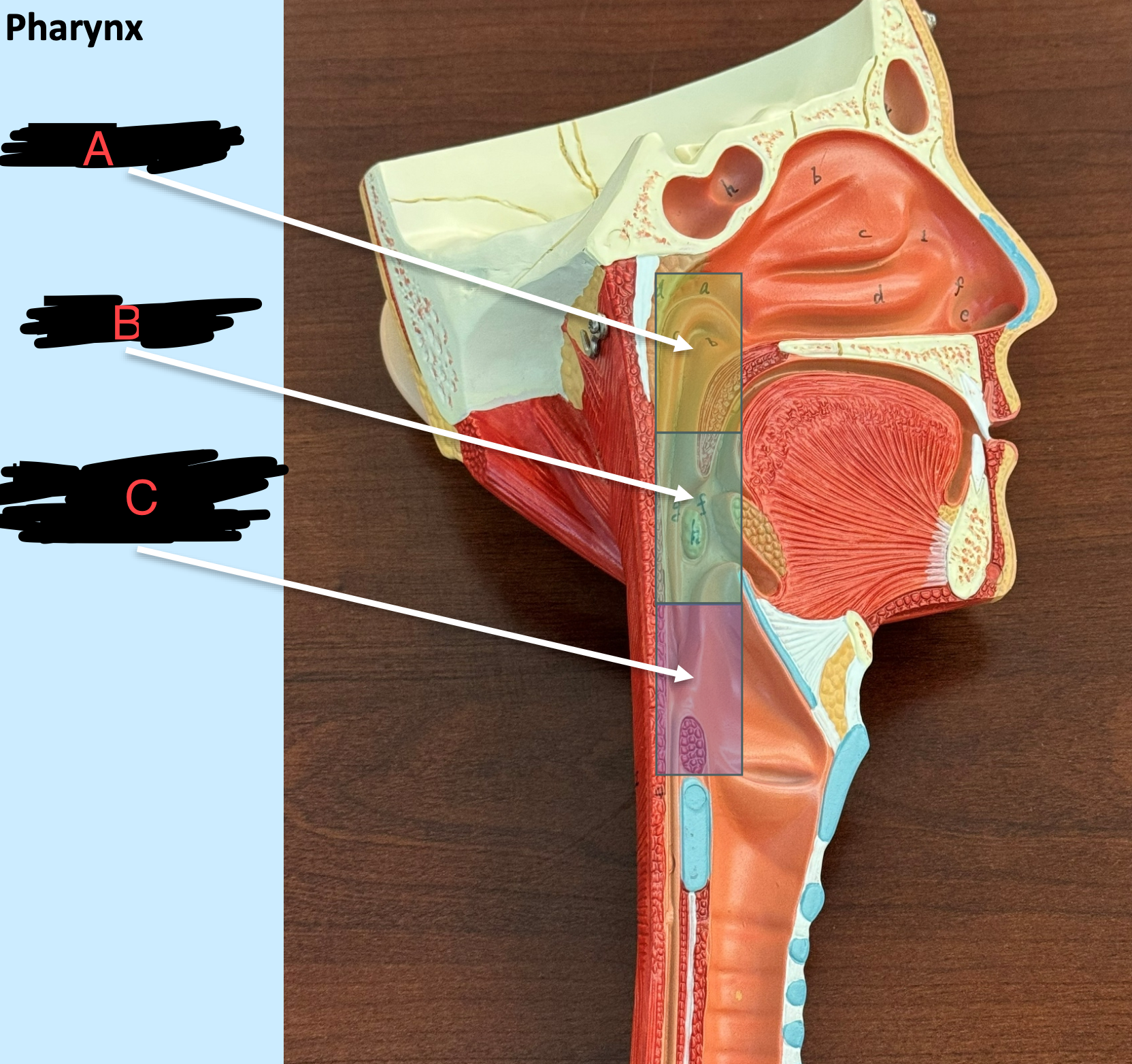 <p>what are the labeled of the pharynx </p>