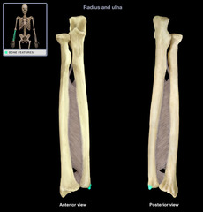 <p>sharp pointed process on the posterio-medial aspect</p>