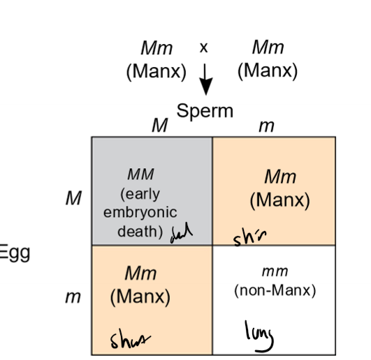<p>How do lethal alleles produce modified Mendelian ratios?</p>