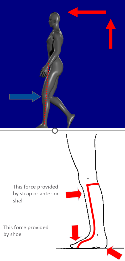<ul><li><p>patient bears weight on the footplate of the GRAFO, the GRAFO resists rolling forward</p></li><li><p>As the patient moves past midstance, the AFO resists the forward progression of the tibia over the foot and the knee extension moment is created</p></li><li><p>The effectiveness of the GRAFO’s knee extension moment will be affected by the length of the footplate – a longer footplate will increase the knee extension moment.</p></li></ul><p></p>