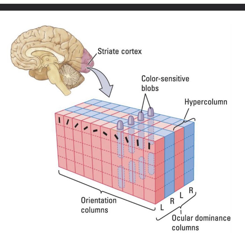 <p>Neurons in an ocular dominance column respond preferentially to the LEFT or RIGHT EYE</p>