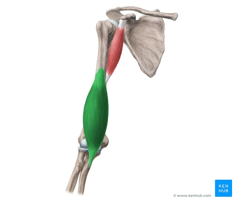 <p>brachialis (ORIGIN)</p>
