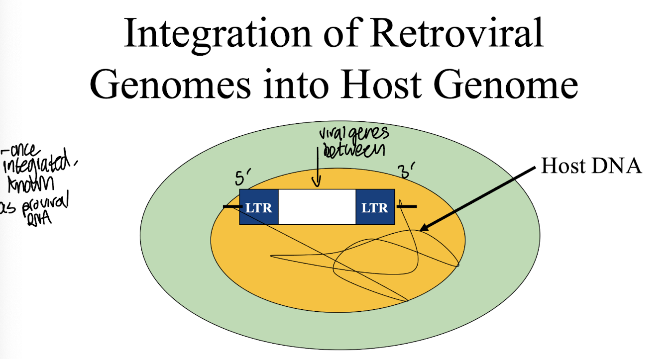 <ul><li><p><strong>Gets integrated between 5’ and 3’ LTR regions </strong>(long terminal repeats)</p></li><li><p><strong><u>Involved in integration of viral DNA</u> into host cell genome</strong></p></li><li><p><span style="color: green;"><strong>Contains the promoter for viral gene expression</strong>;</span><strong> contains binding sites for cellular transcription factors </strong>→ essential for viral gene expression in host</p></li></ul><p></p>