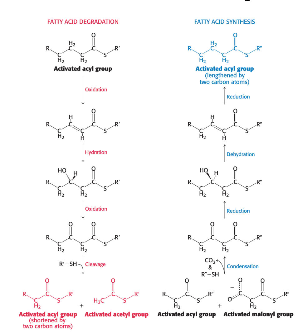 <ol><li><p><strong>Location</strong>:</p><ul><li><p><em>Synthesis</em> primarily occurs in the <em>cytoplasm</em>.</p></li><li><p><em>Degradation</em> primarily occurs in the <em>mitochondrial matrix</em>.</p></li></ul></li><li><p><strong>Carrier Molecules</strong>:</p><ul><li><p>Intermediates in fatty acid <em>synthesis</em> are covalently linked to the sulfhydryl groups of a protein called <strong><em>acyl carrier protein (ACP)</em>.</strong></p></li><li><p>Intermediates in fatty acid <em>breakdown</em> are covalently attached to the<strong> sulfhydryl group of <em>coenzyme A (CoA)</em>.</strong></p></li></ul></li></ol><p></p>