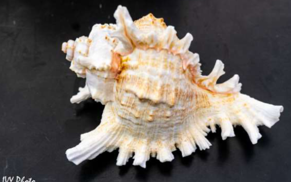 <p>Phylum Mollusca, Class Gatropoda</p><p>Murex</p>