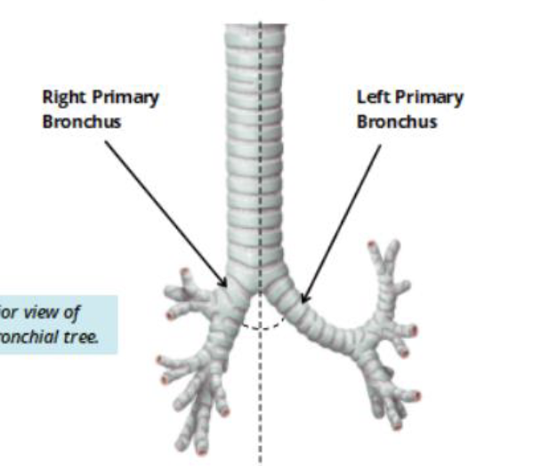 <p>Remember: </p><ul><li><p>right bronchus is wider, shorter, and more verticle </p></li></ul><p></p>
