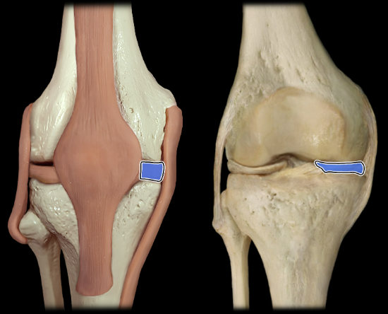 <p>anterior</p>