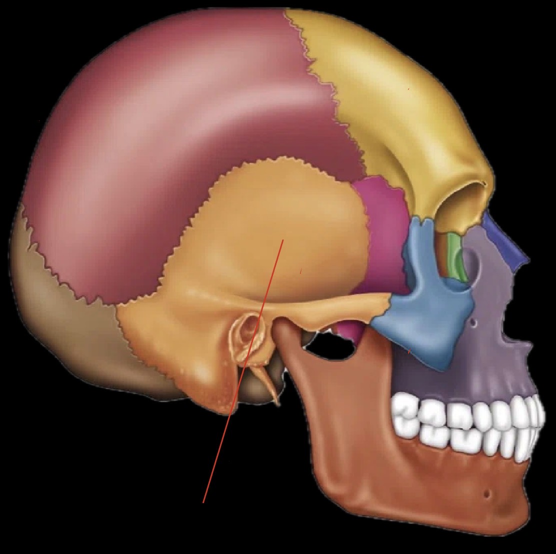 <p>What part of the skull is this?</p>