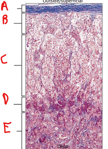 <p>Label E</p>
