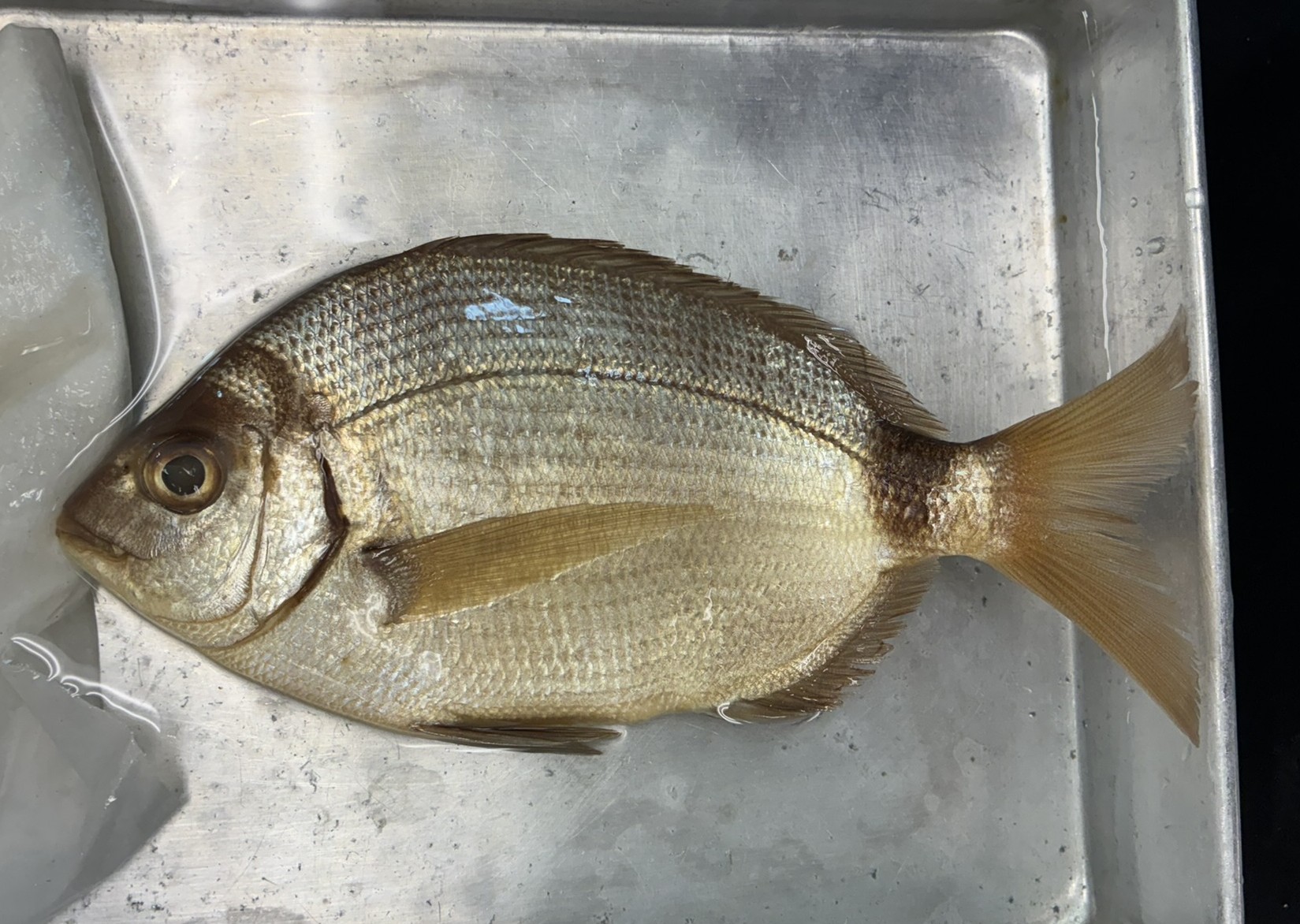 <p>Family Sparidae (porgies) - <em>Diplodus holbrookii</em></p>