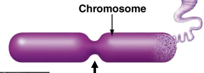 <p>narrow part of chromosome, Near middle; where duplicate chromosomes are connected; (right before cell division)</p>