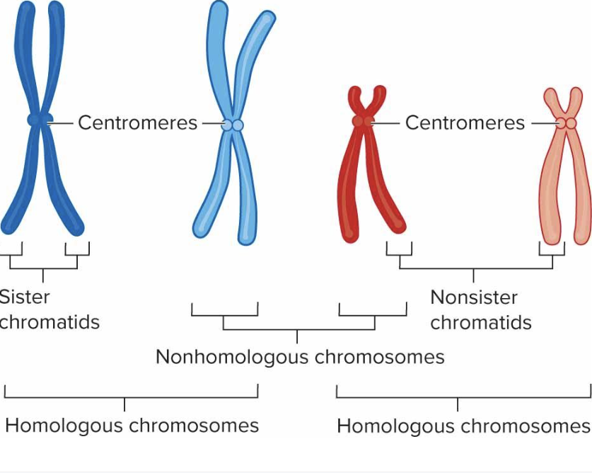 <p>label</p><p>**remeber: <span>…. chromatids, which are ….. copies of a chromosome produced during DNA ……. </span></p><p><span>….. chromatids are chromatids belonging to …… chromosomes (one inherited from each parent) that are similar but …… genetically identica</span></p><p><br></p>