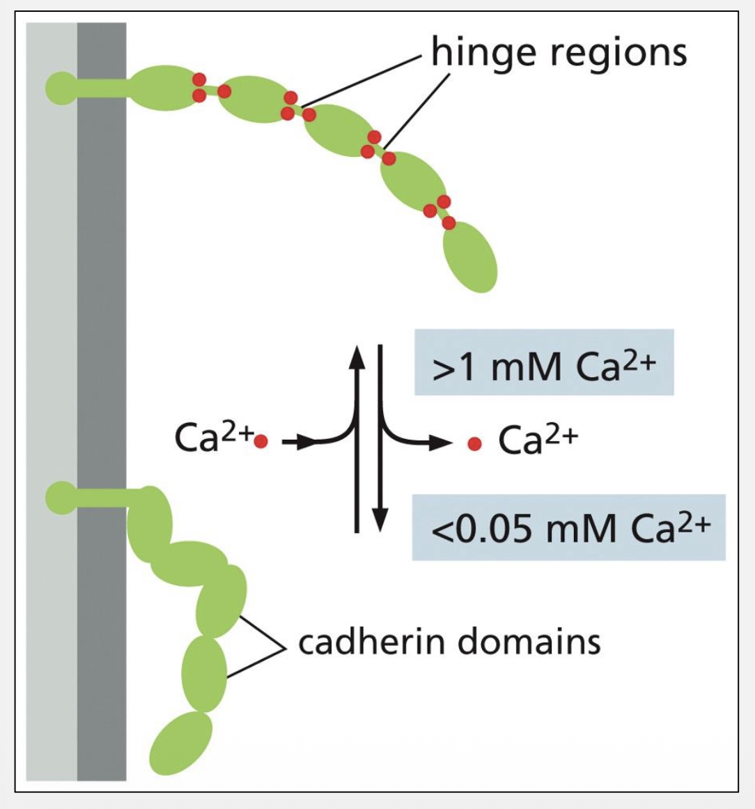 <p>Actin via catenins</p>