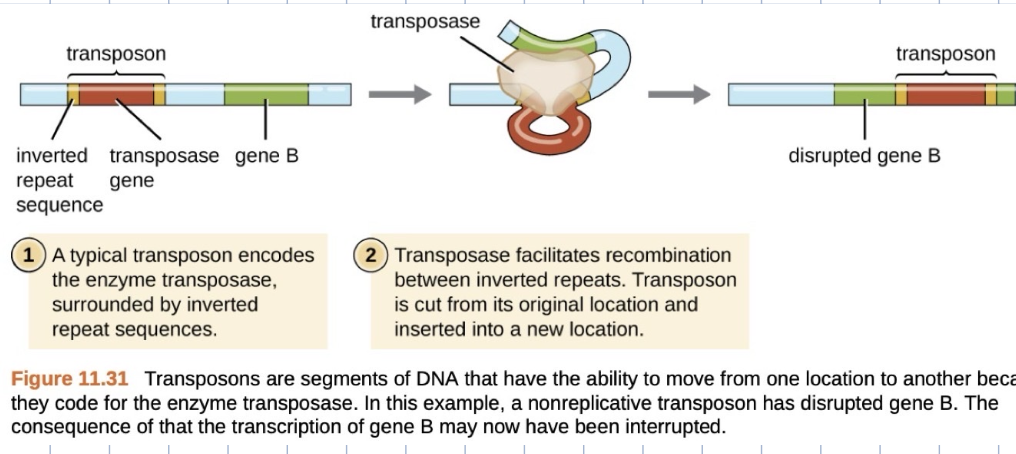 <p>process whereby dna independently excises from one location in a dna molecule and integrates elsewhere</p>