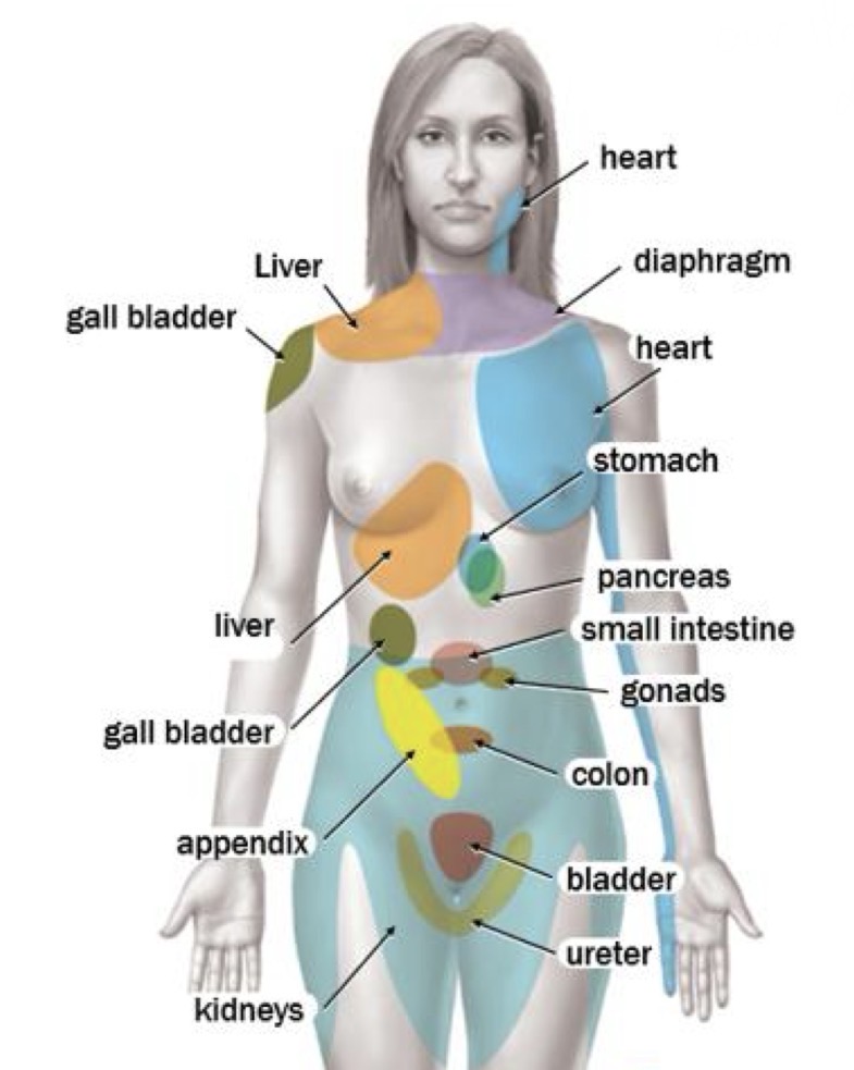 <p>Visceral pain presents in the dermatomes corresponding to the spinal cord segments supplying the sympathetic innovation</p>