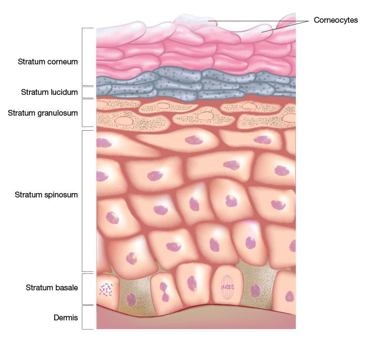 <p>Stratum basale, Stratum spinosum, Stratum granulosum, Stratum lucidum, Stratum corneum. </p>