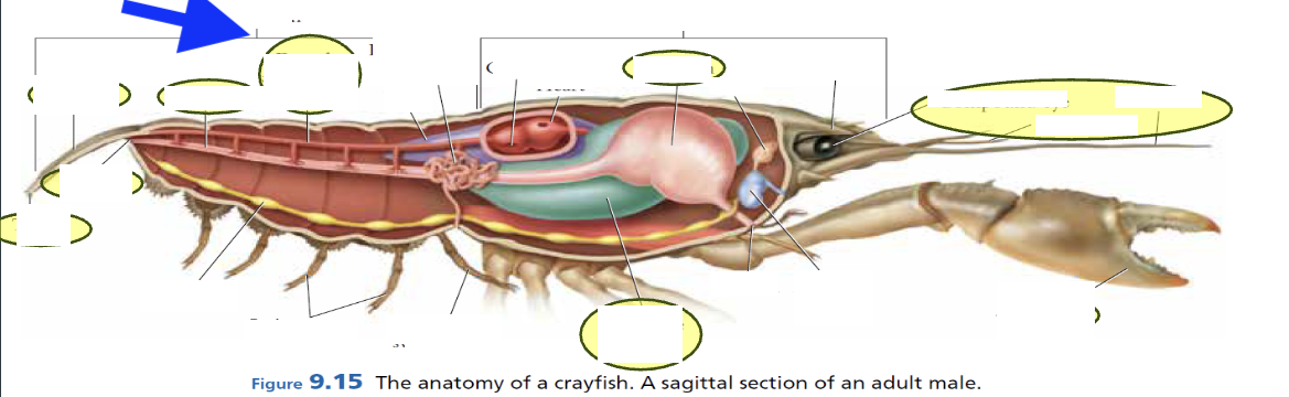 <p>what is this whole structure?</p>