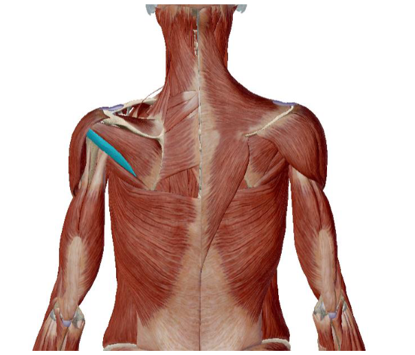 <p>what muscle is this </p>