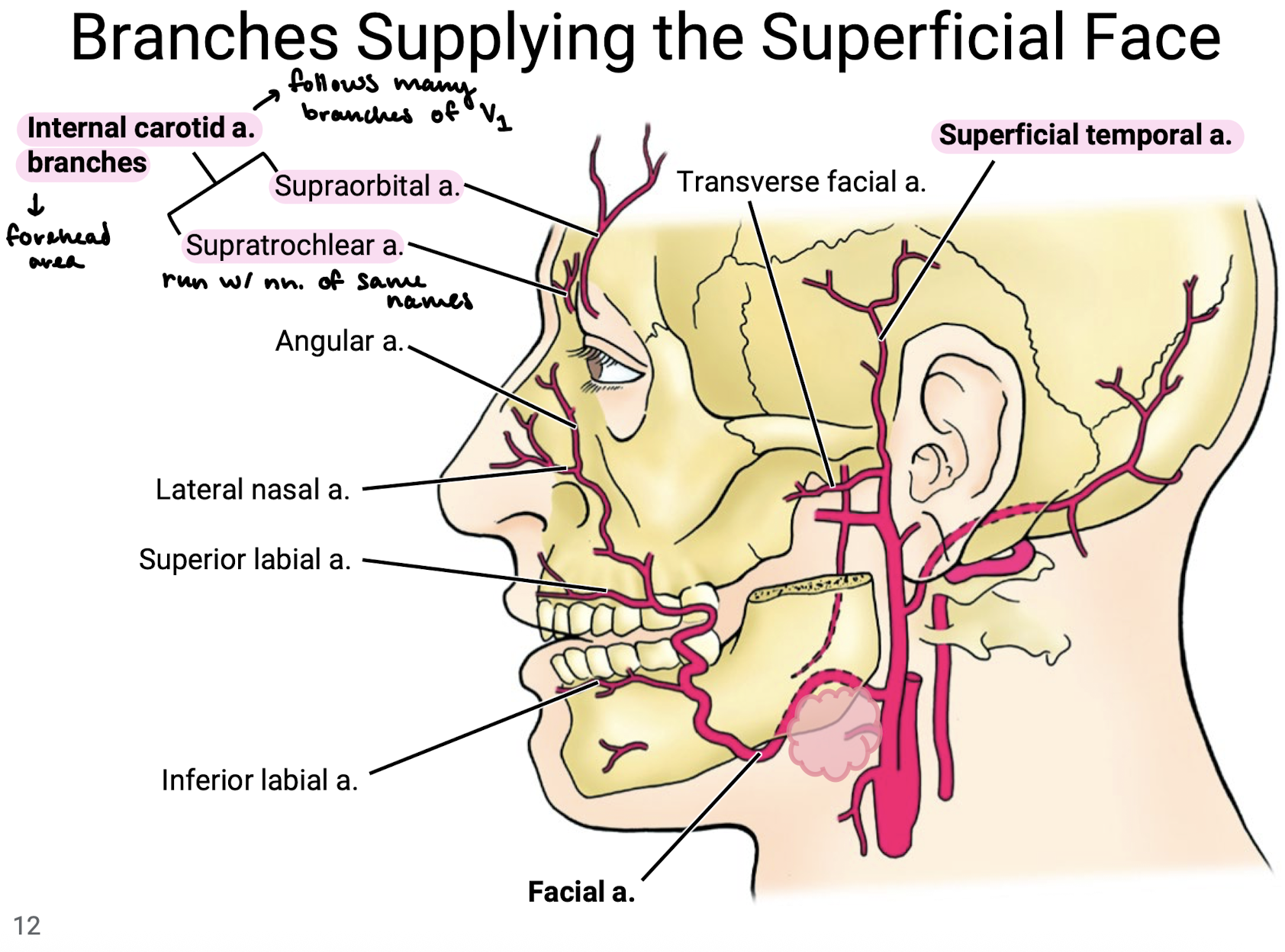 <p>Superficial temporal a. and facial a. from external carotid a.</p><p>Internal carotid a. branches including supraorbital a. and supratrochlear a. (that run with the nn. of the same name) to supply the forehead area.</p><p>NOTE: Many branches of internal carotid a. follow the branches of V1.</p>