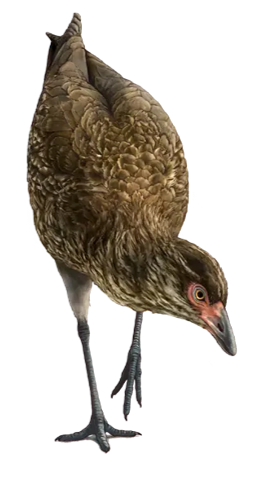 <ul><li><p><span>modern flying birds</span></p><ul><li><p><span>1st modern bird, “wonderchicken”, evolved about 67 mya</span></p></li><li><p><span>Neognathae divided into two clades:</span></p><ul><li><p><span>Galloanserae (fowl)</span></p></li><li><p><span>Neoaves (all other modern birds)</span></p></li></ul></li></ul></li></ul><p></p>