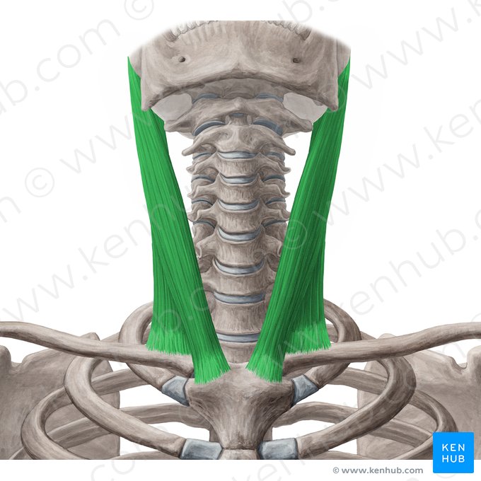 <p>A: Turns head to side, flexes neck</p><p>O: Sternum and clavicle</p><p>I: Mastoid region of temporal bone and superior nuchal line</p>